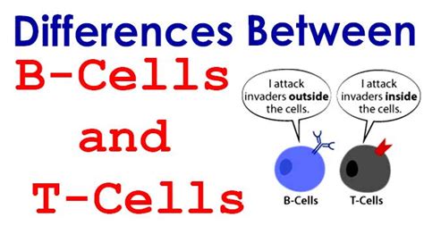 B Lymphocytes Diagram