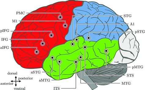 1: A map of the human brain (dominant-left hemisphere) with regions... | Download Scientific Diagram