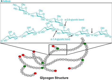 Glycogen: Know Definition, Example, Function, Structure and Uses