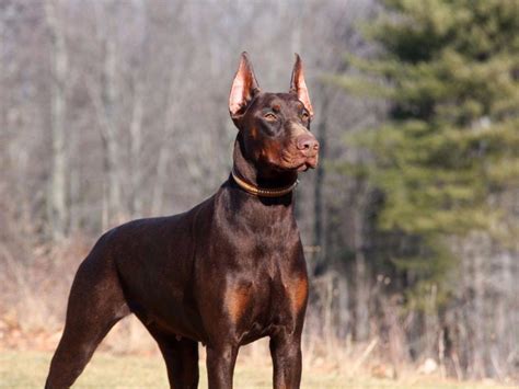 10 Most Dangerous Dog Breeds You Should Know About