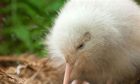 Manukura - The World's Only White Kiwi Bird | Active Adventures