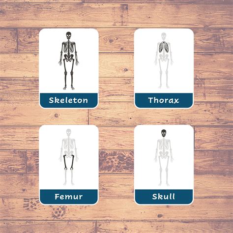 Human Bones - Flashcards | Home Schooling | Montessori | Educational | Learning | (23 Cards ...