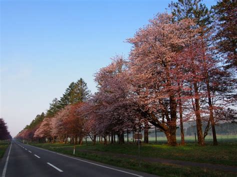 Cherry Blossoms in Hokkaido | 2024, 2025 & 2026