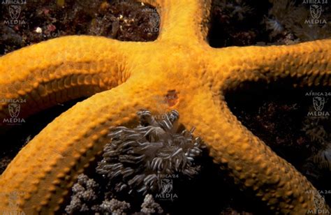 The five-fold symmetry of the Starfish is only disturbed by the off-centre madreporite, the ...