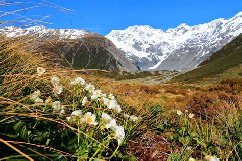 HIKING in NEW ZEALAND - The Ultimate Trekking Guide [2024]