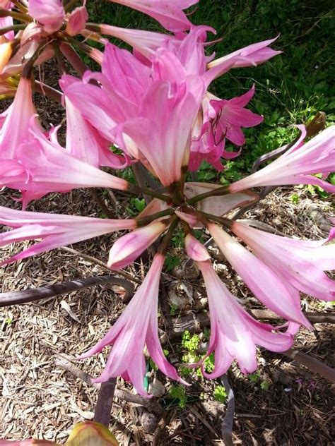 Pin on Amaryllis (Amaryllidaceae)