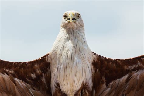 Premium Photo | Bald eagle on white background.