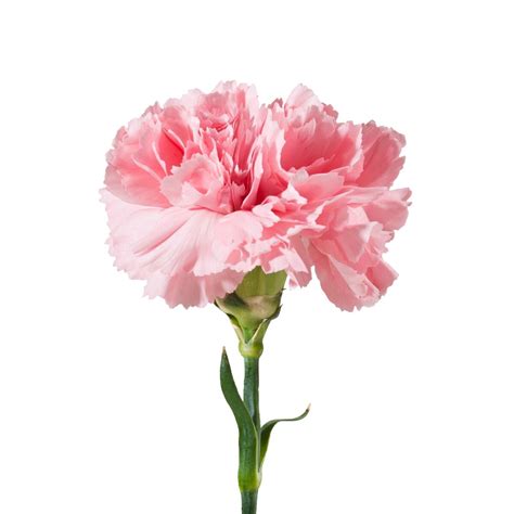 Pink Carnations - Fresh Cut - 100 Stems - Walmart.com