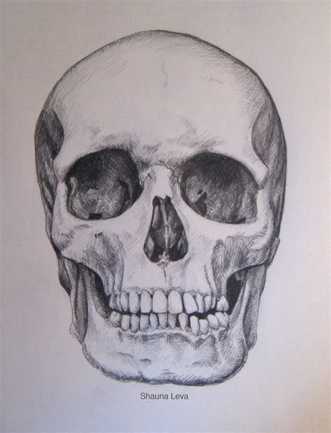 Skull Charcoal Drawing - Printable Design Tips