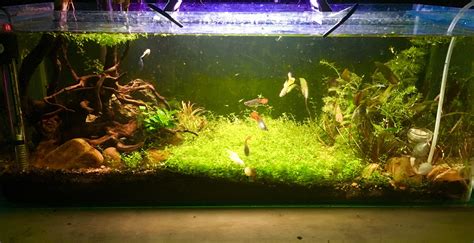 My Guppy and RCS breeding tank with Monte Carlo carpet 😁 : r/Aquariums