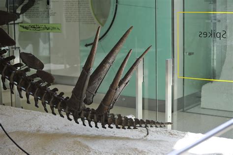 Thagomizer on display at the American Museum of Natural History. | Natural history, History, Museum