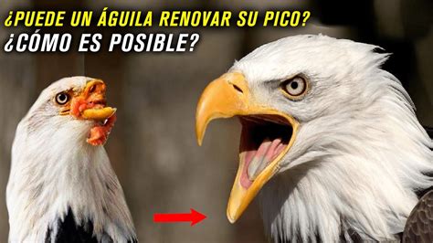 LA RENOVACIÓN DEL ÁGUILA | ¿Es real esta historia? ¿CÓMO ES POSIBLE? - YouTube