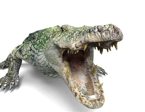 3D crocodile rigged animation - TurboSquid 1230867