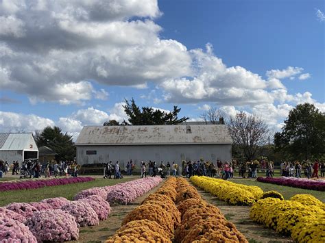 Holland Ridge Farms: The BIGGEST & BEST u-pick flower farm