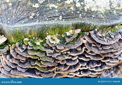 A Colony of Parasitic Fungi Grow on a Tree Stock Photo - Image of growing, fungal: 222917172