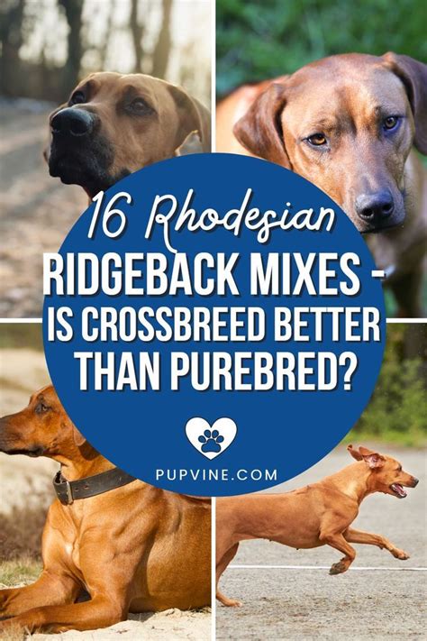 Rhodesian Ridgeback Mixes: The Best of Both Worlds
