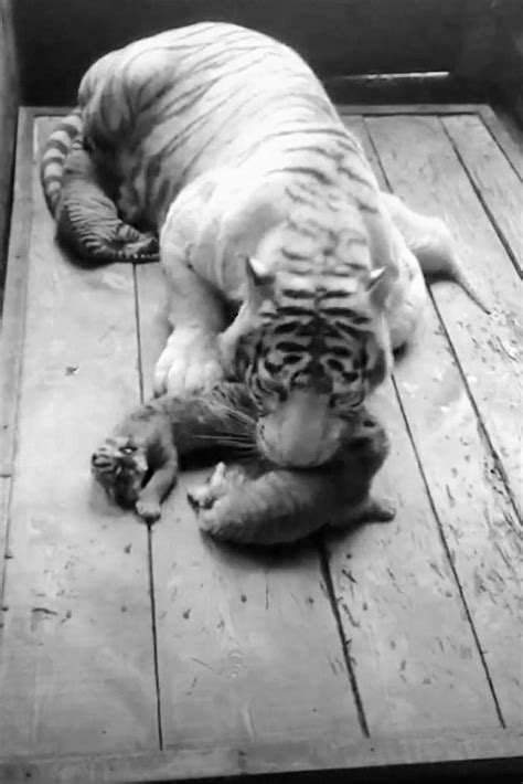 Rare Tiger Gives Birth To 3 Normal Cubs And 1 White