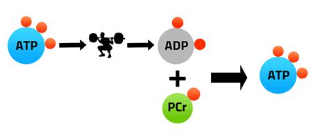 Image of ATP Phosphocreatine Cycle | Chicago Strength & Conditioning