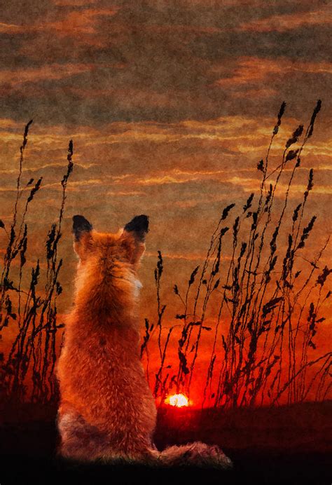 Red Fox watching the Sunset Digital Art by Off the Page - Pixels