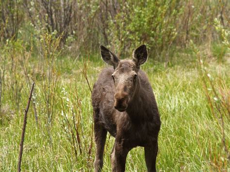 Free Baby Moose Stock Photo - FreeImages.com