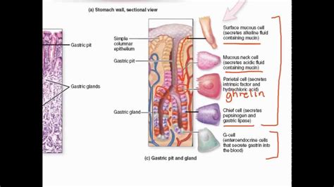 Gastric Secretions - YouTube