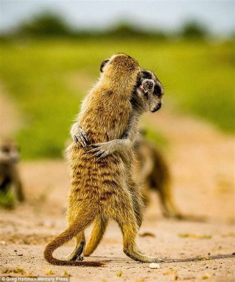 Play-fighting meerkats appear to be locked in a tight embrace | Cute ...