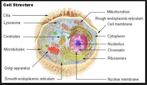 UKPCS Science Life Sciences-animal-bio: Animal Cell Structure and ...