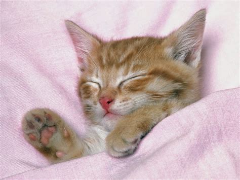 Lovable Images: Cute Cat WallPapers Free Download || Beautiful Cats Desktop HD Pictures ...