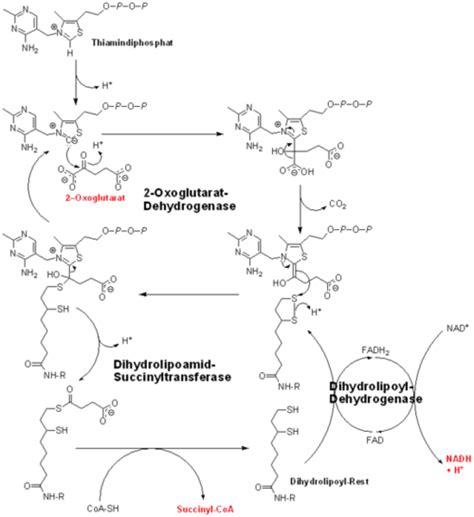 World of Biochemistry (blog about biochemistry): Krebs cycle (enzymes ...