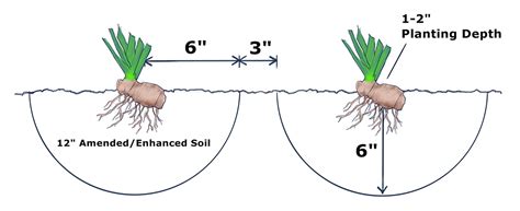 Growing Bearded Iris: 6 Things to Consider | Bulb Blog