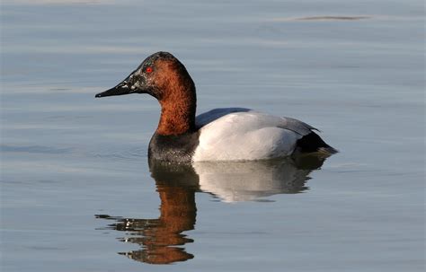 The Canvasback