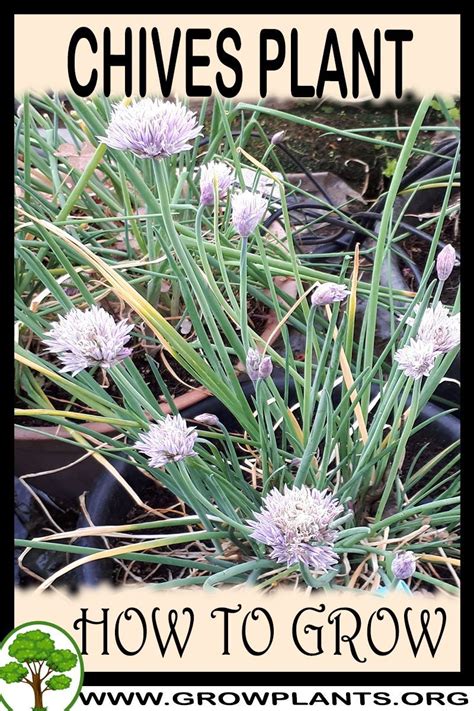 Chives plant - How to grow & care | Chives plant, Plants, Annual plants