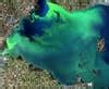 What are algae blooms and why are they bad? | Popular Science