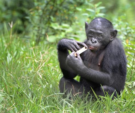 Bonobo juvenile - People's Trust for Endangered Species