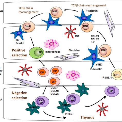 T-cell development | Jason and Jarvis Associates, LLC