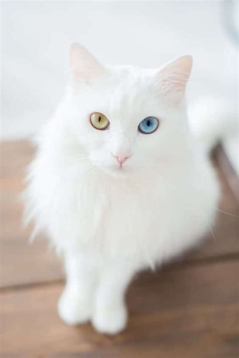 Odd Eyed Cats How Amazing! - Cats In Care