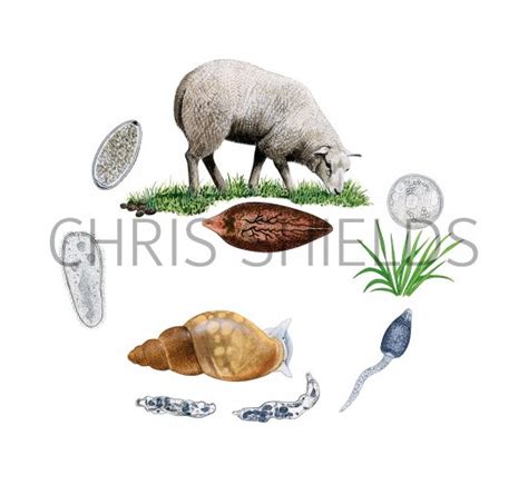 Sheep Liver Fluke Life Cycle OS001 Illustration | Other Invertebrate Illustrations by Chris Shields