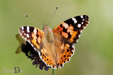 Painted Lady Butterfly Spiritual Meaning: Rebirth!