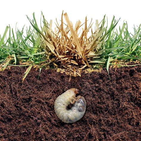 How to Spot Grub Damage to Your Lawn | What Does Grub Damage Look Like?