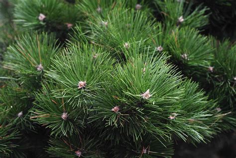 How to Grow and Care for a Scots Pine Tree