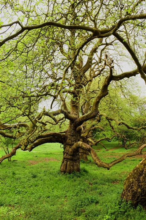 Strangely shaped trees stock photo. Image of hampshire - 109441068