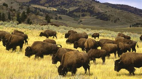 Native American Buffalo Wallpapers - Top Free Native American Buffalo Backgrounds - WallpaperAccess