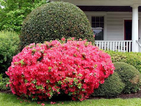 Want to Increase Curb Appeal? Plant Azalea Bushes in Your Yard!countryliving Endless Summer ...