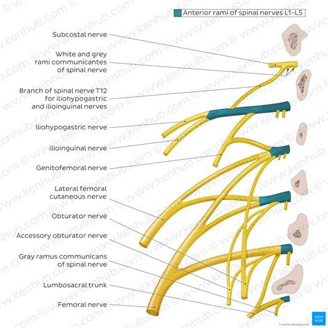 Lumbar plexus: Anatomy, branches and innervation | Kenhub