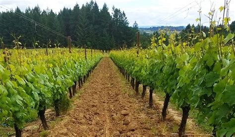 Willamette Valley Wine Tour | Tickets and Gift Certificates From $210