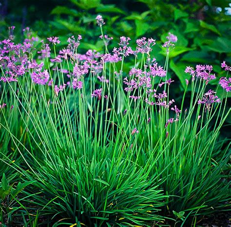 Tulbaghia 'Society Garlic' - Hello Hello Plants