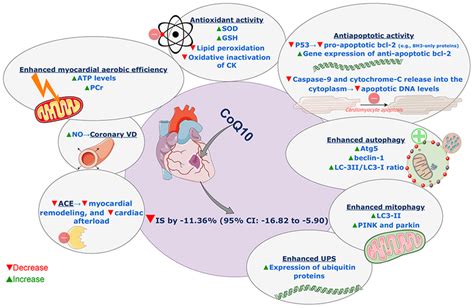 of involved potential mechanisms of action of coenzyme Q10 reducing... | Download Scientific Diagram