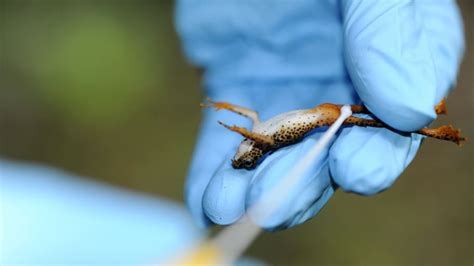 First Ever In Vitro Fertilization Carried Out on Tiny Frog Species ...