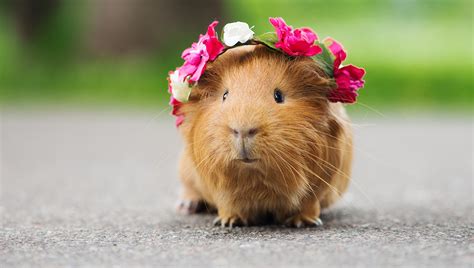 Good Care For Your Guinea Pig