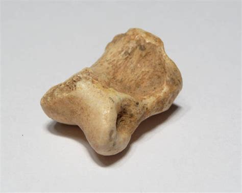 CAVE HYENA FOSSIL BONE CROCUTA SPELAEA ENGLAND VERTEBRATE FOSSILS